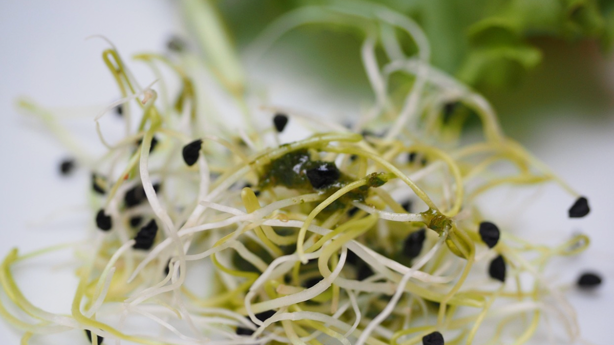 23 Minnesotans sickened by E.Coli, Salmonella linked to alfalfa sprouts
