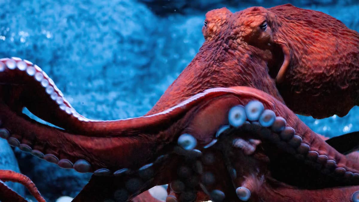 Duluth aquarium says goodbye to 'remarkable 9-armed' octopus