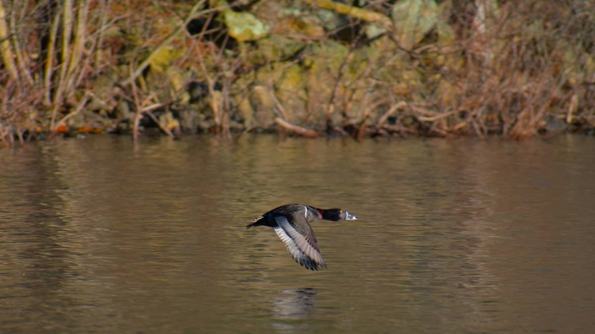 Teen shot in leg when friend dropped shotgun while duck hunting on rural lake