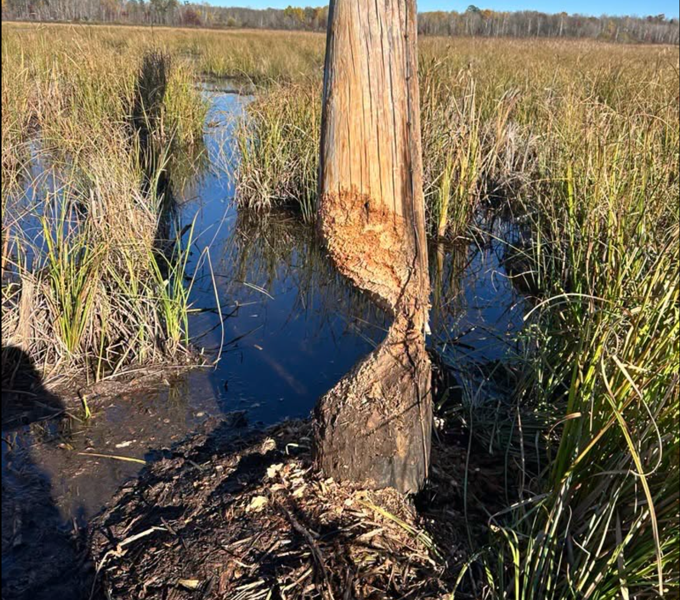Power outage in Brainerd Lakes Area was caused by beavers - Bring Me ...
