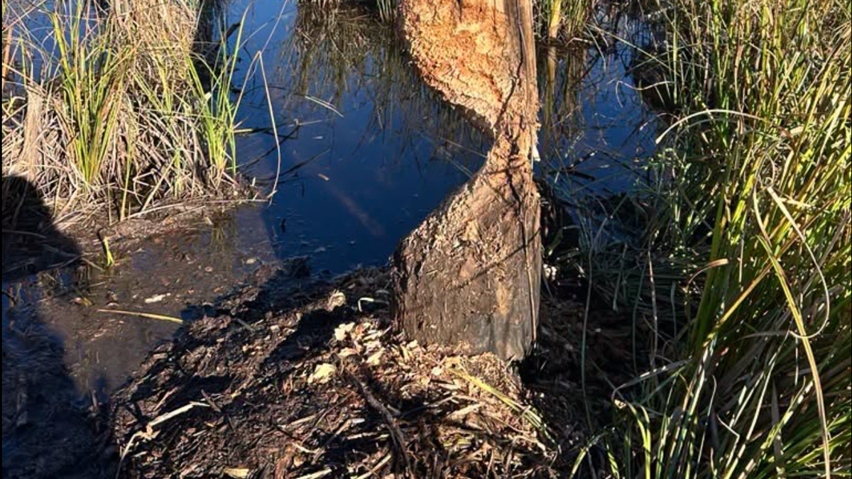 Power outage in Brainerd Lakes Area was caused by beavers