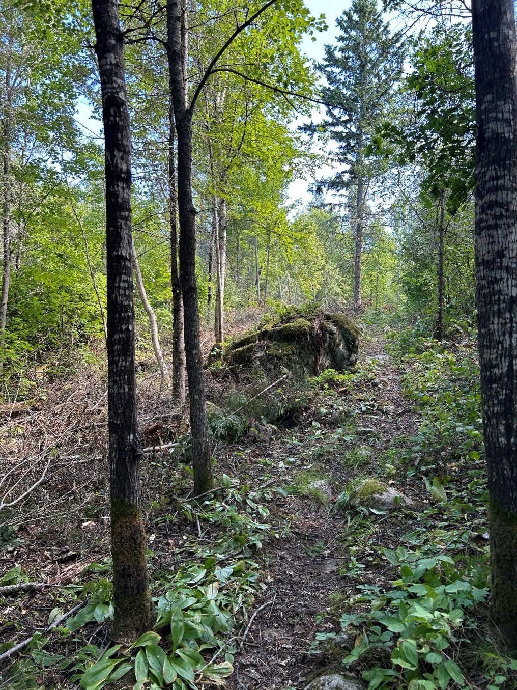 Man found dead on Minnesota hiking trail after becoming separated from family