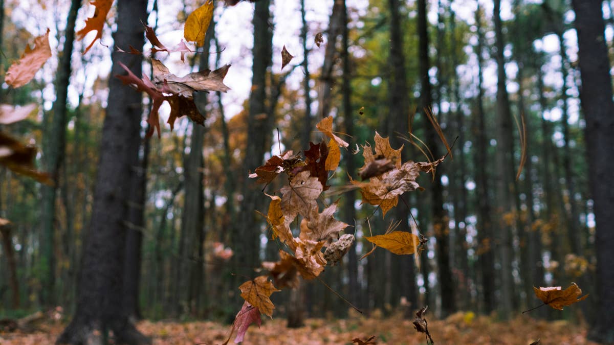 Minneapolis leaf pile event goes viral with help from thrill-seekers