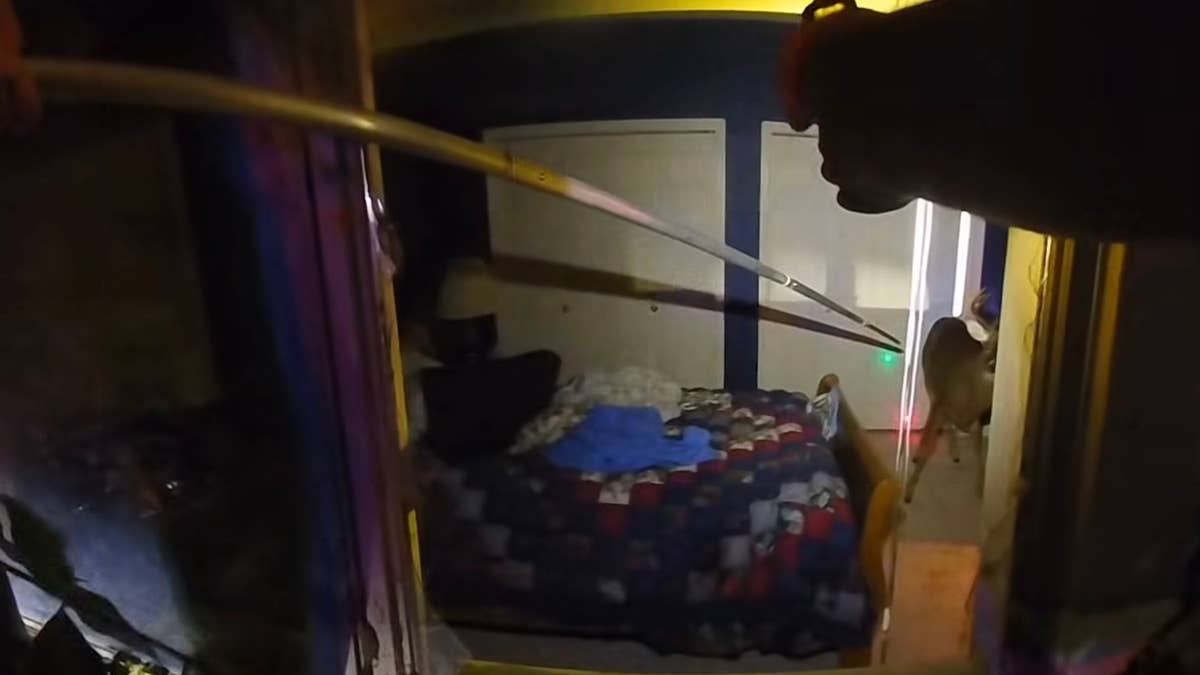 Police use Taser on deer to coax it out of house near Lake Minnetonka