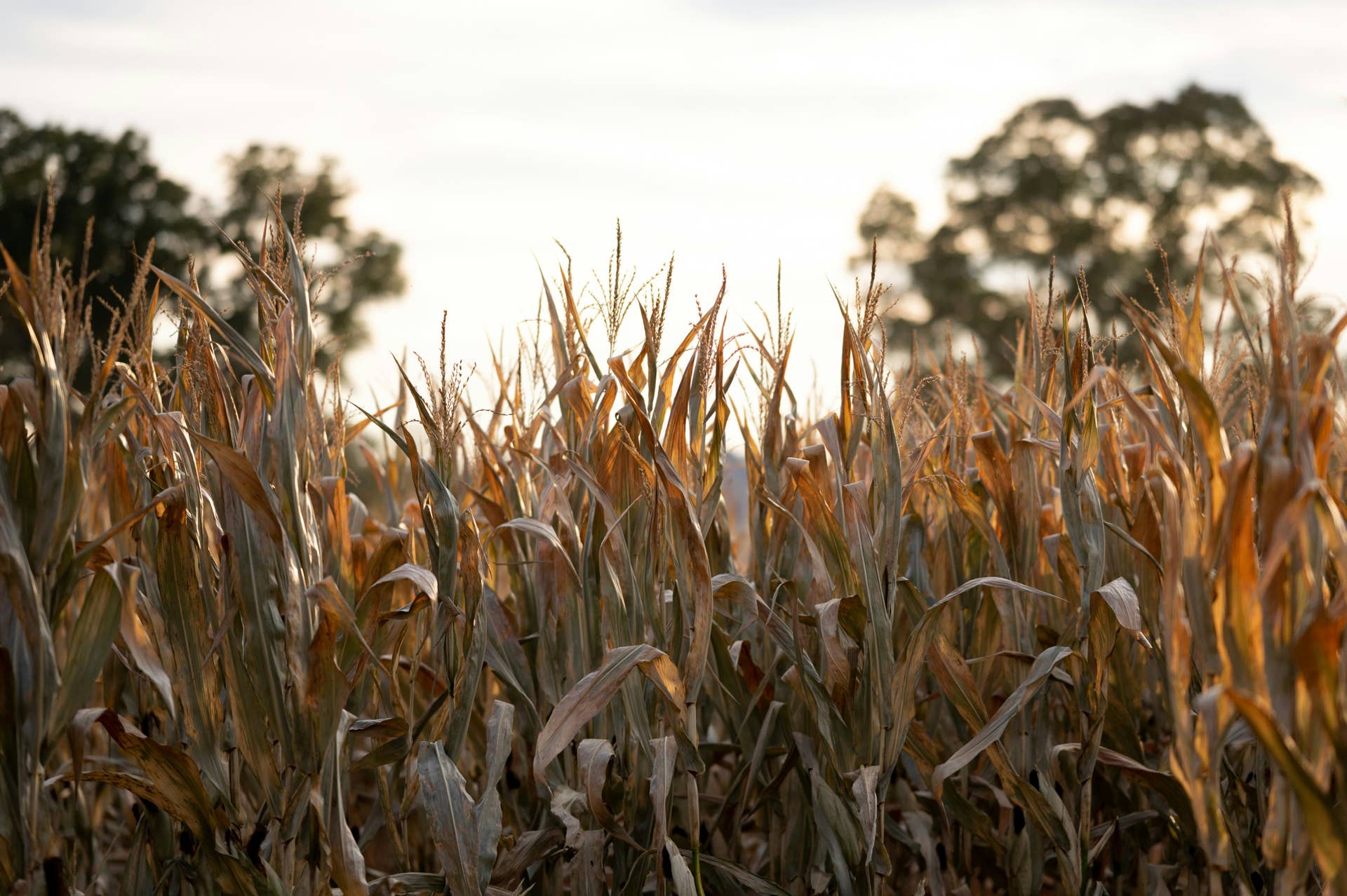 Suspect on the loose after escaping police chase through cornfield