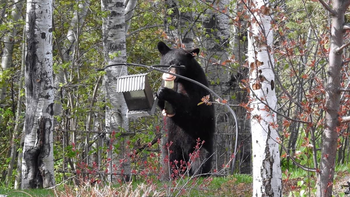 Black bear attacks man, dog in northern Minnesota