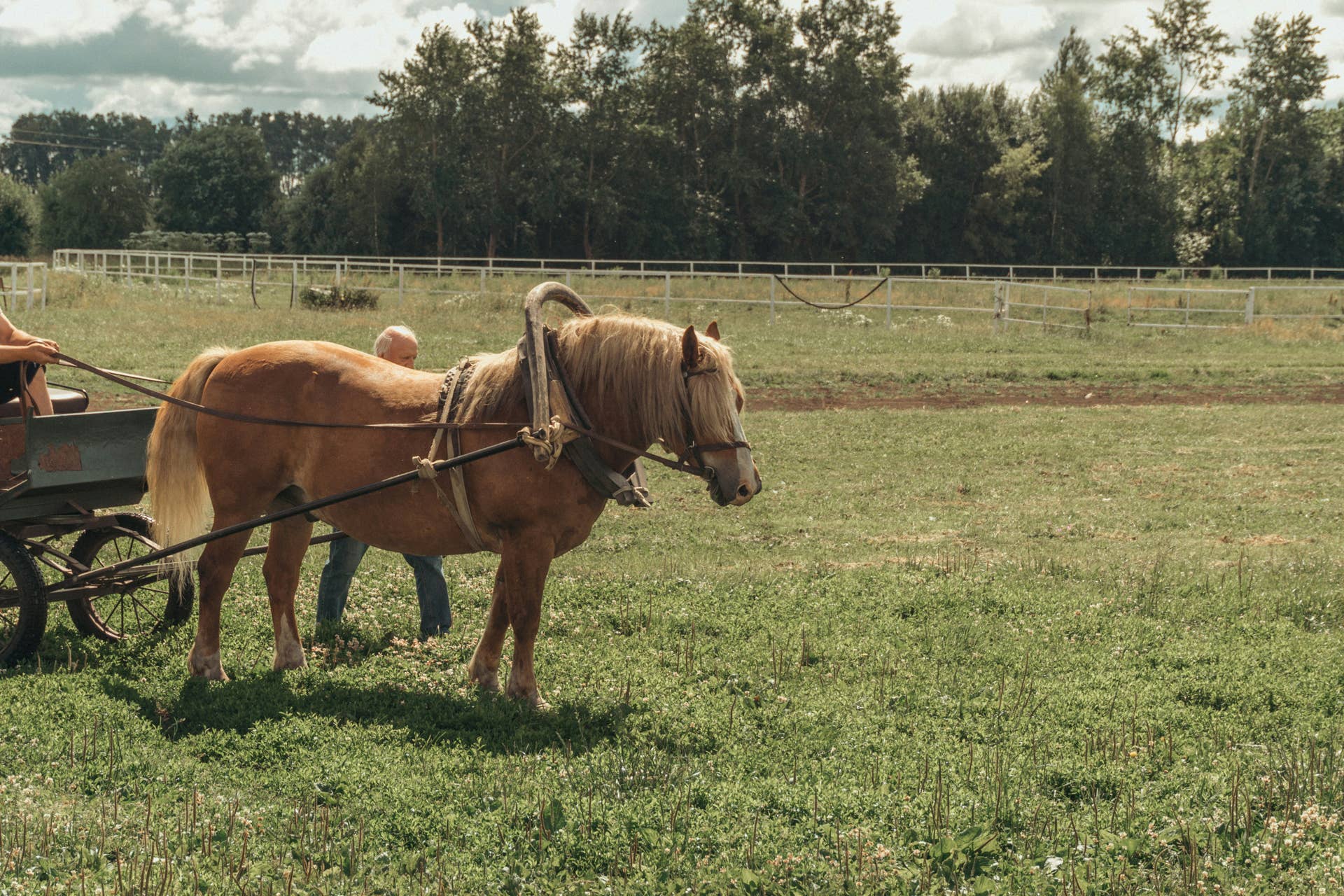 7-month-old girl dies after being kicked in the head by a pony