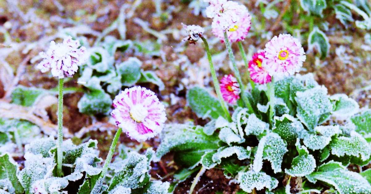 Frost advisories in Minnesota on the first day of fall Bring Me The News