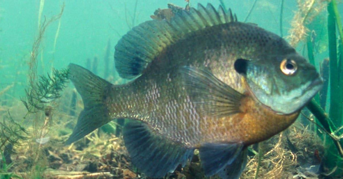 MN DNR adds daily sunfish limits to 52 more lakes Bring Me The News