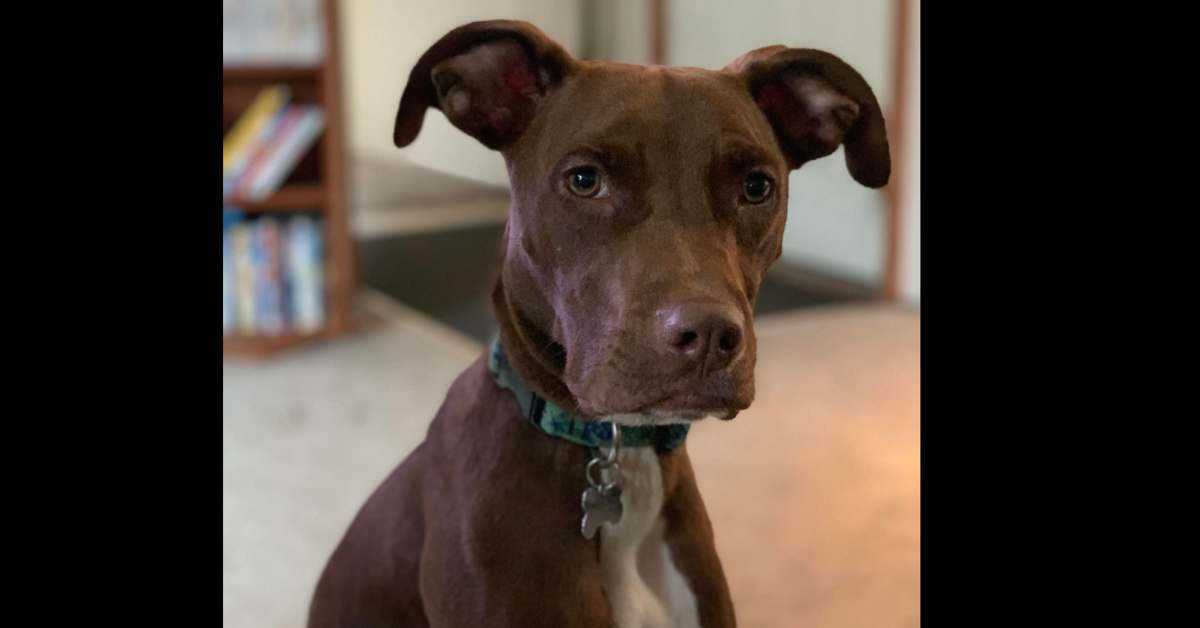 Man drops dogs off at Shakopee doggy daycare for 2 hours, finds one