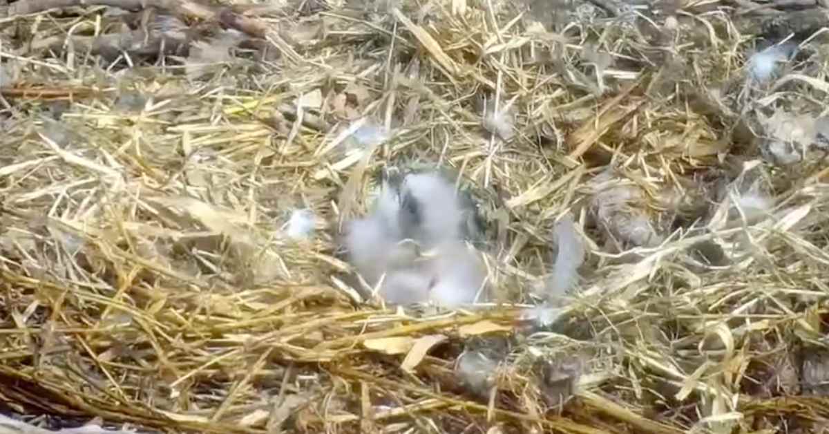 Eaglet hatches on Minnesota DNR Eagle Cam - Bring Me The News