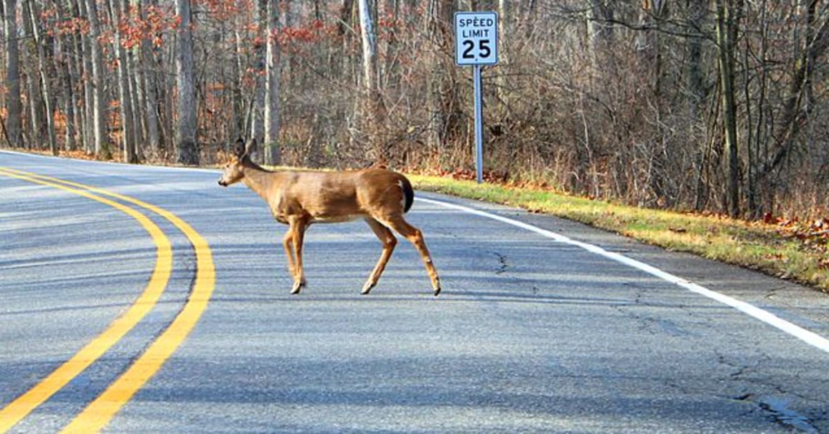 Hastings man fatally struck by driver while moving deer out of the road ...