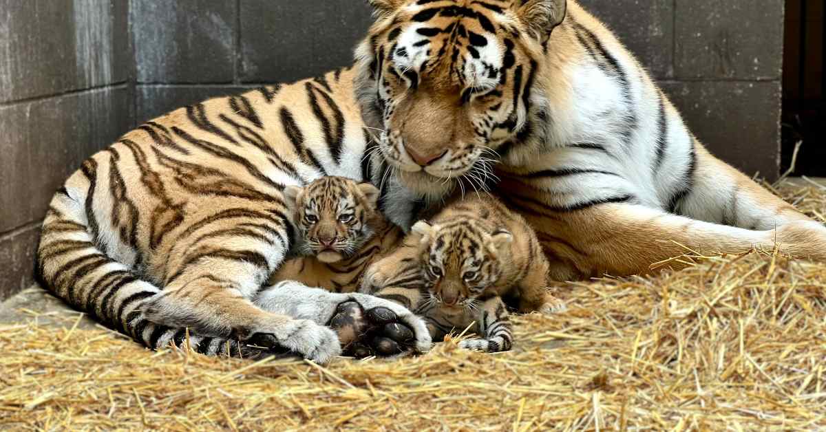 Minnesota Zoo welcomes two Amur tiger cubs - Bring Me The News