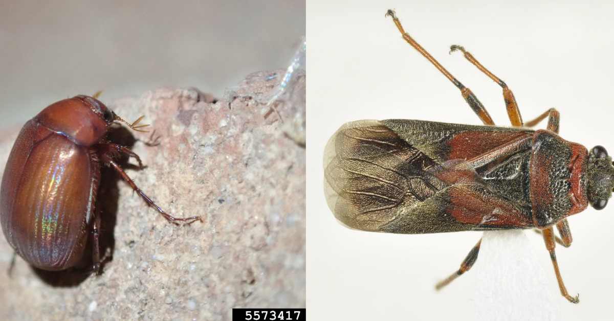 Two invasive insects found for first time in Minnesota Bring Me The News