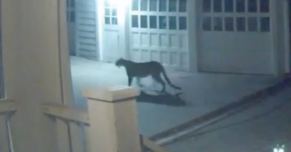 Alert issued after cougar spotted in Minneapolis' Lowry Hill