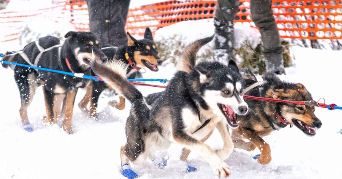 John Beargrease Sled Dog Marathon postponed until 2025 due to weather