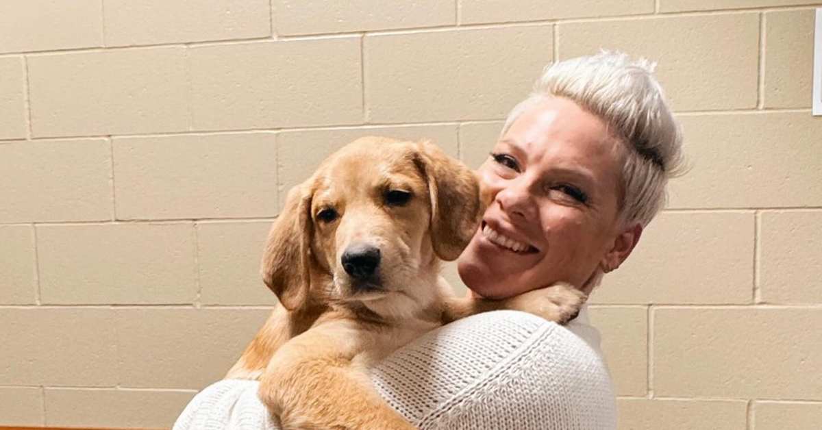 Pink fosters puppy from Minnesota shelter ahead of Xcel performance