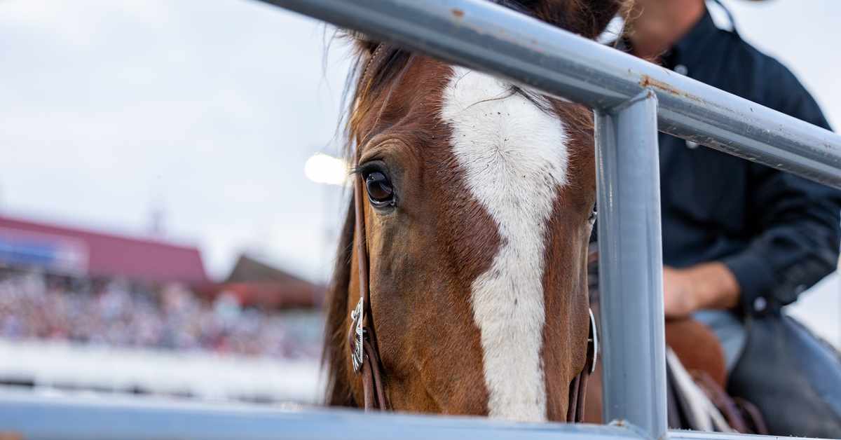 Minnesota Horse Expo moving from State Fairgrounds to Canterbury Park