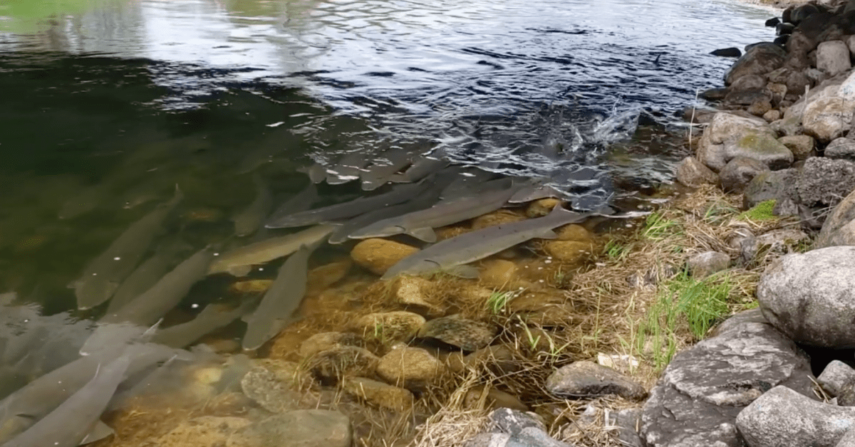 Minnesota lake sturgeon spawning event marks first of its kind in over