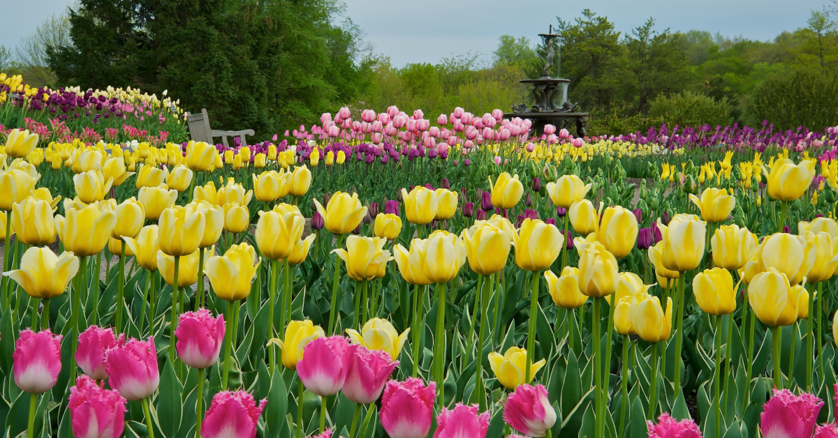 Tulip show at the Arboretum expected the week of Mother's Day - Bring ...