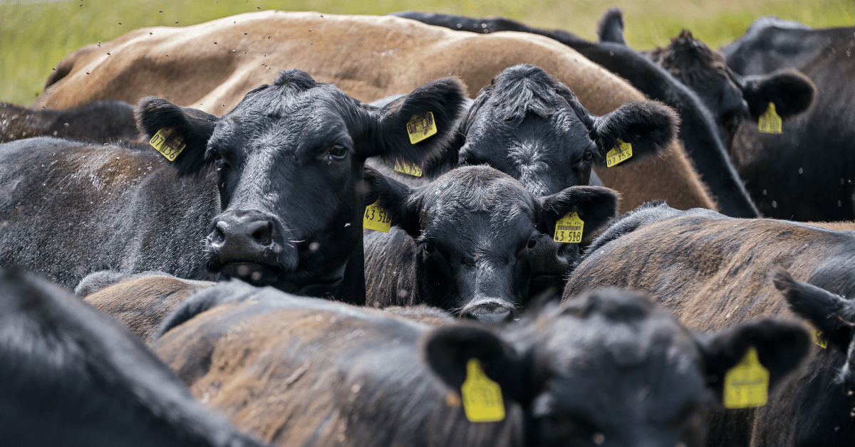 Anthrax confirmed in Minnesota cattle, horse for first time in a decade ...