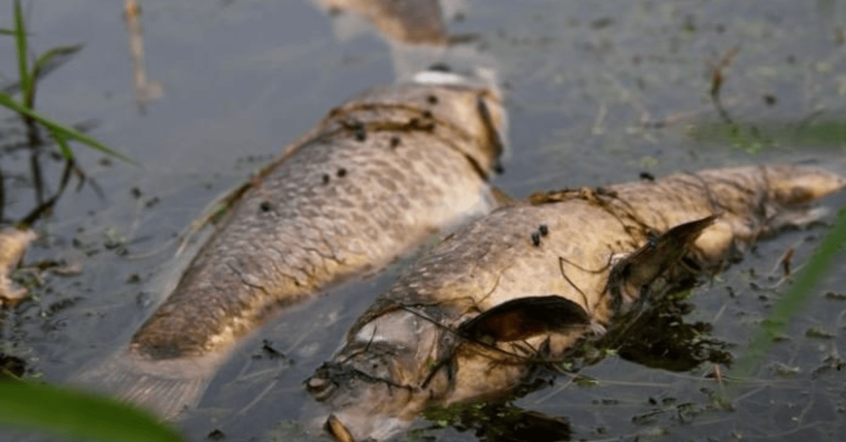 Herpes virus kills at least 1,000 carp in southern Minnesota lake ...