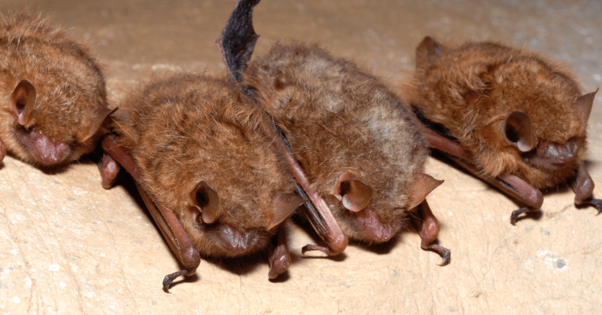 Minnesota's smallest bat species under review for endangered status