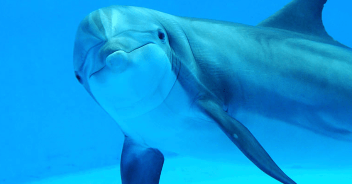 Minnesota Zoo temporarily housing seven dolphins