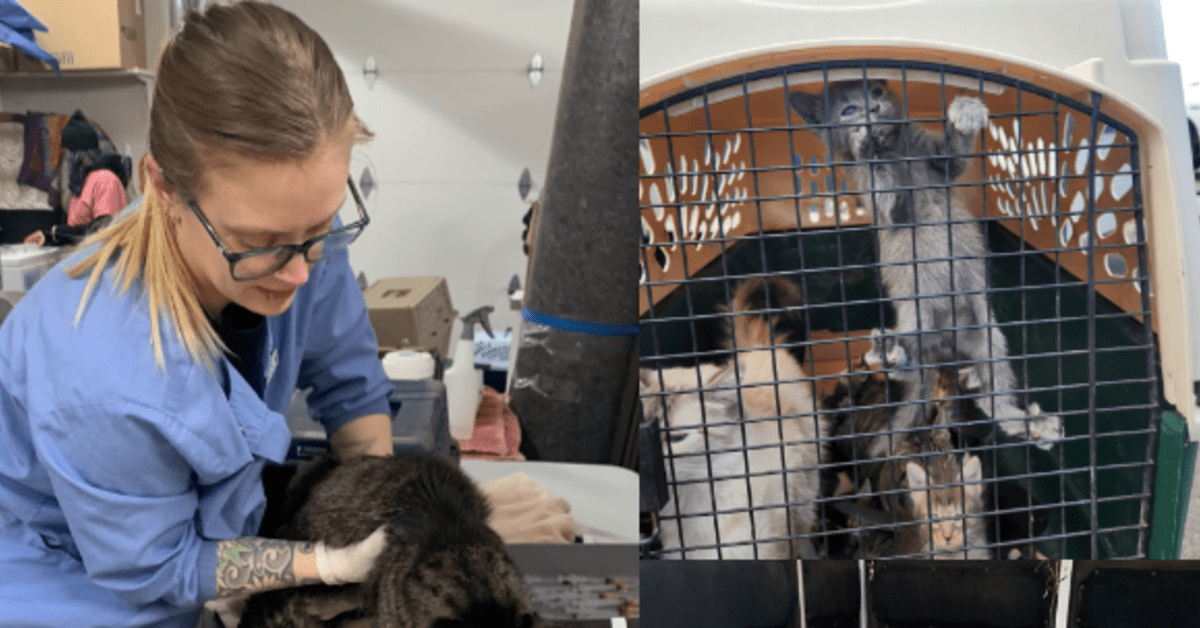 Humane Society asks for help after 102 cats rescued from home in Crosby ...