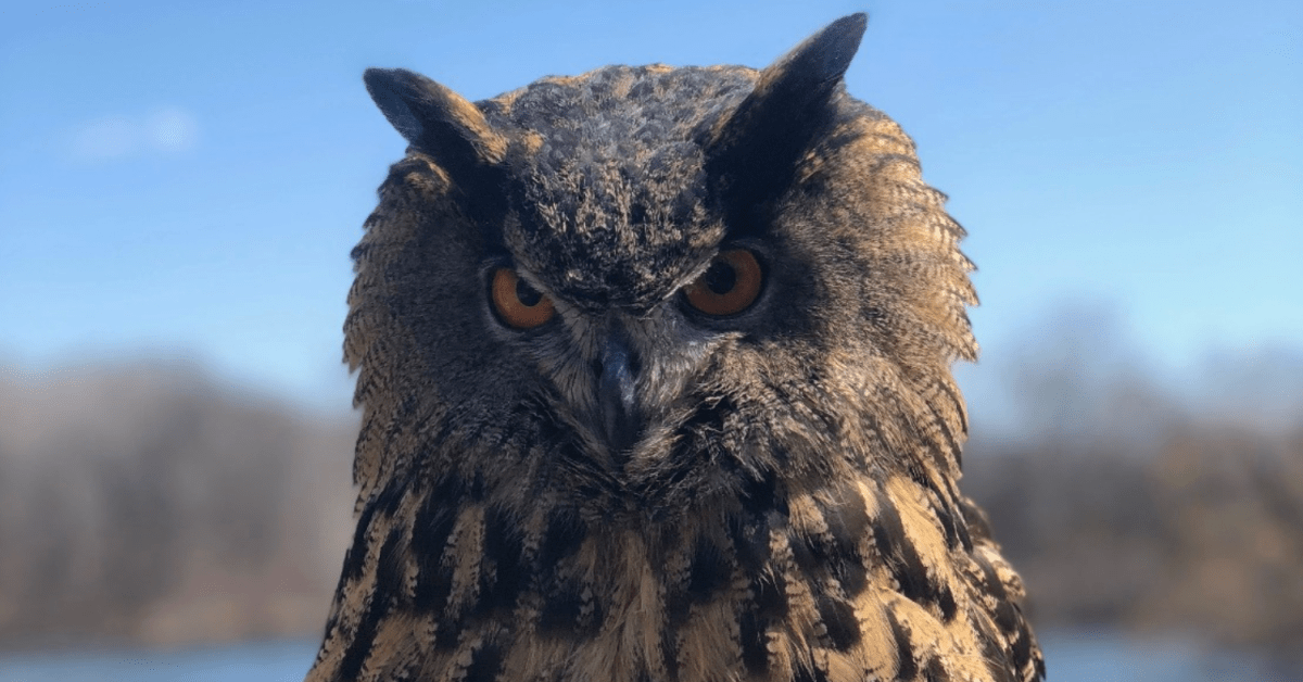 Minnesota Zoo owl eaten by tiger after escaping handler Bring Me The News(00)