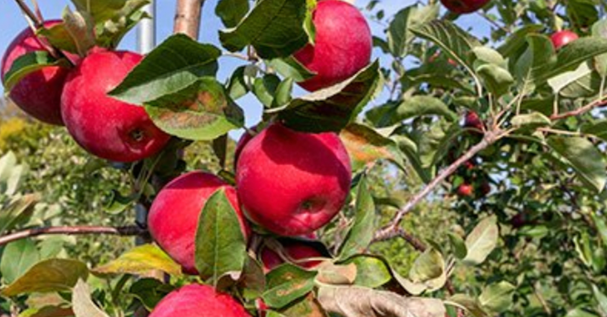 Honeycrisp or Cortland Apples - Pahl's Market - Apple Valley, MN