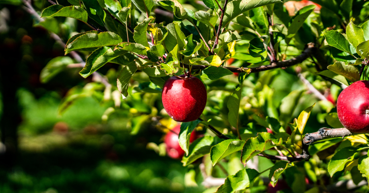 Red Victoria  Apples & Orchards Project