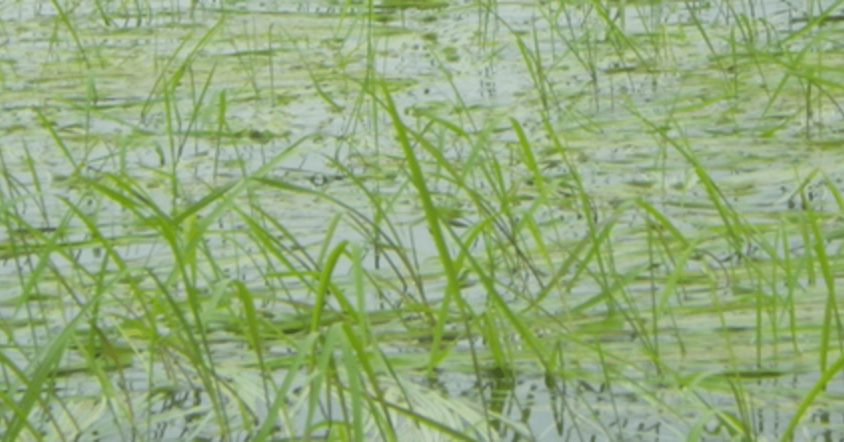 Over a dozen wild rice lakes added to Minnesota's polluted waters list