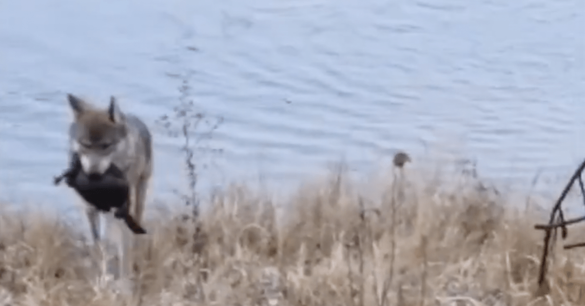 Watch: Wolf catches beaver swimming underwater in 'amazingly rare ...