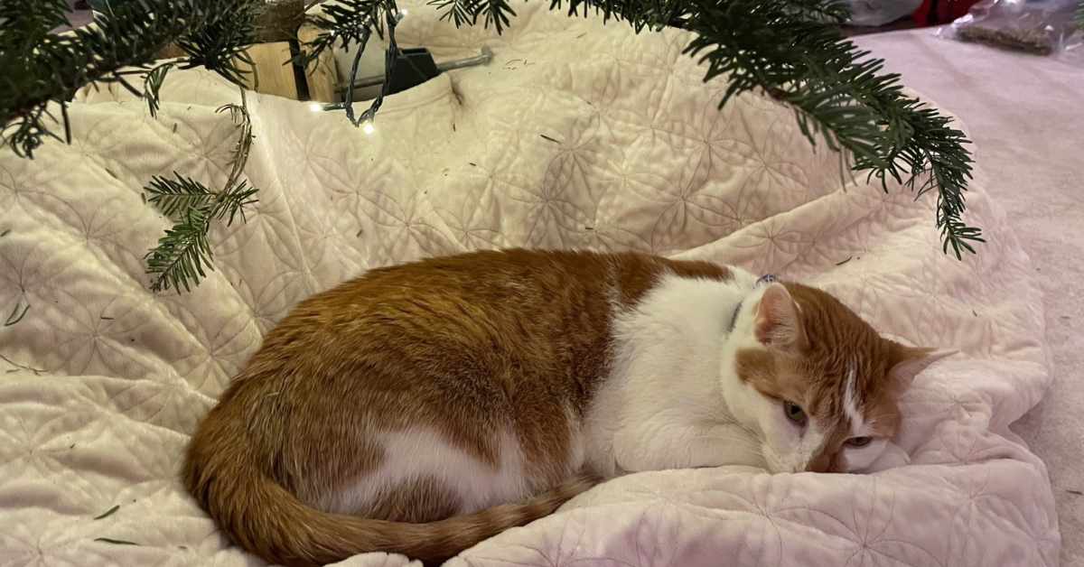 Gov. Tim Walz introduces new family cat, Honey - Bring Me The News