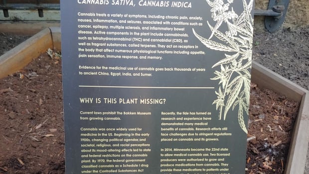 A marijuana display at the Bakken Museum.