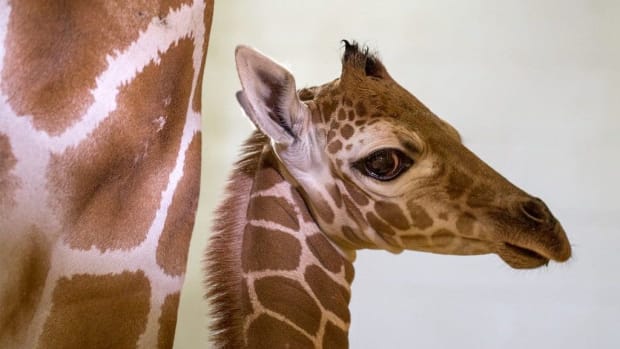 Baby giraffe at Como Park Zoo.