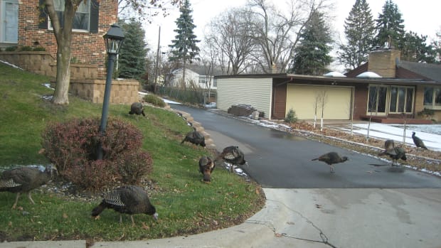 turkeys, St. Paul, Thanksgiving