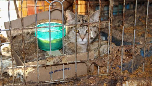 cat-rescue-rural-minnesota-march-2019-animal-humane-society