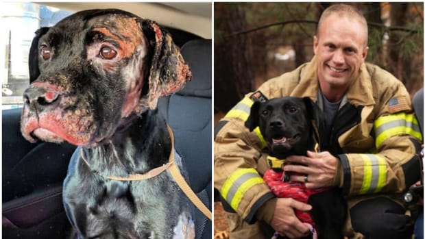 Rescued dog and her new owner, an Indiana firefighter