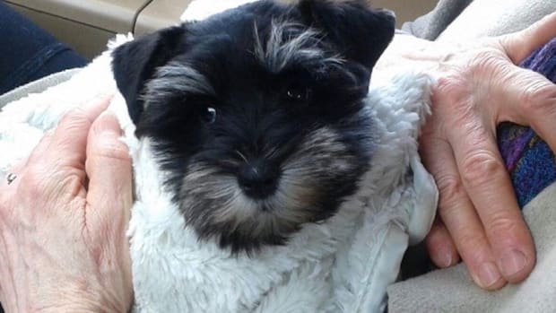 Zoey, a puppy stolen during a Minnetonka burglary.