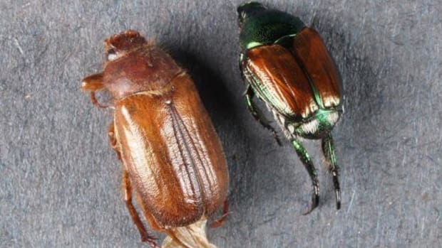 European chafer beetle