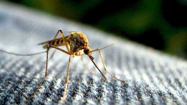 mosquito (1)