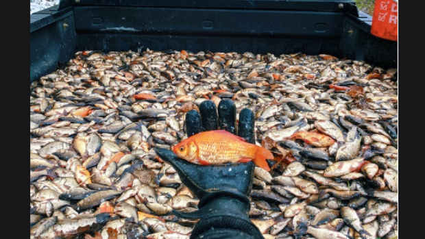 Screen Shot 2020-11-03 at 9.15.02 AM