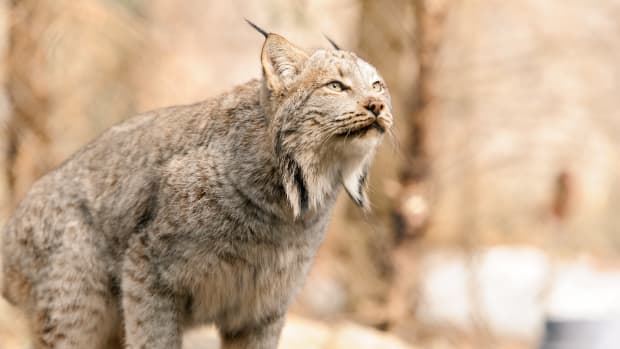 Canada lynx.