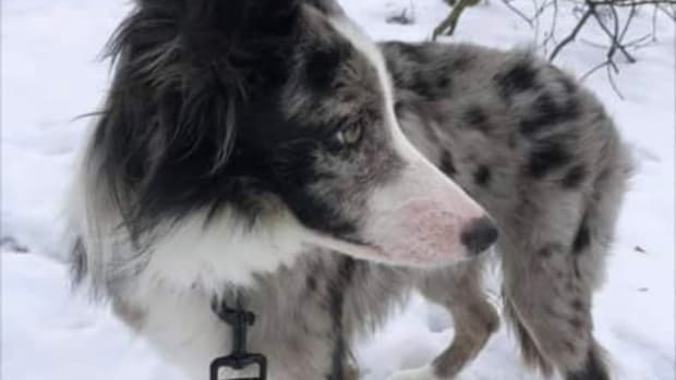 stolen dog