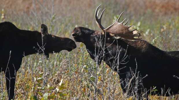 moose minnesota usfws - flickr
