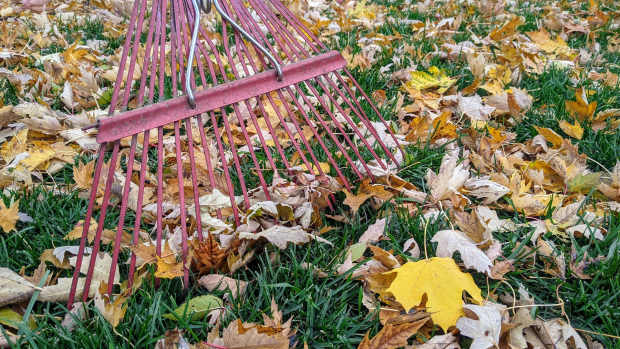 fall leaves rake - s mclaughlin