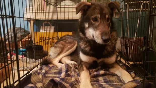 redington mushing sled dog