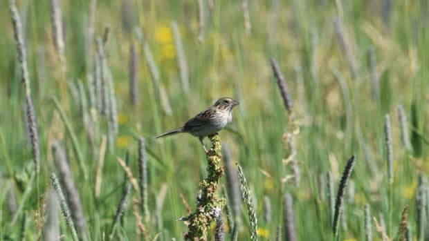 henslows sparrow ramsey county report